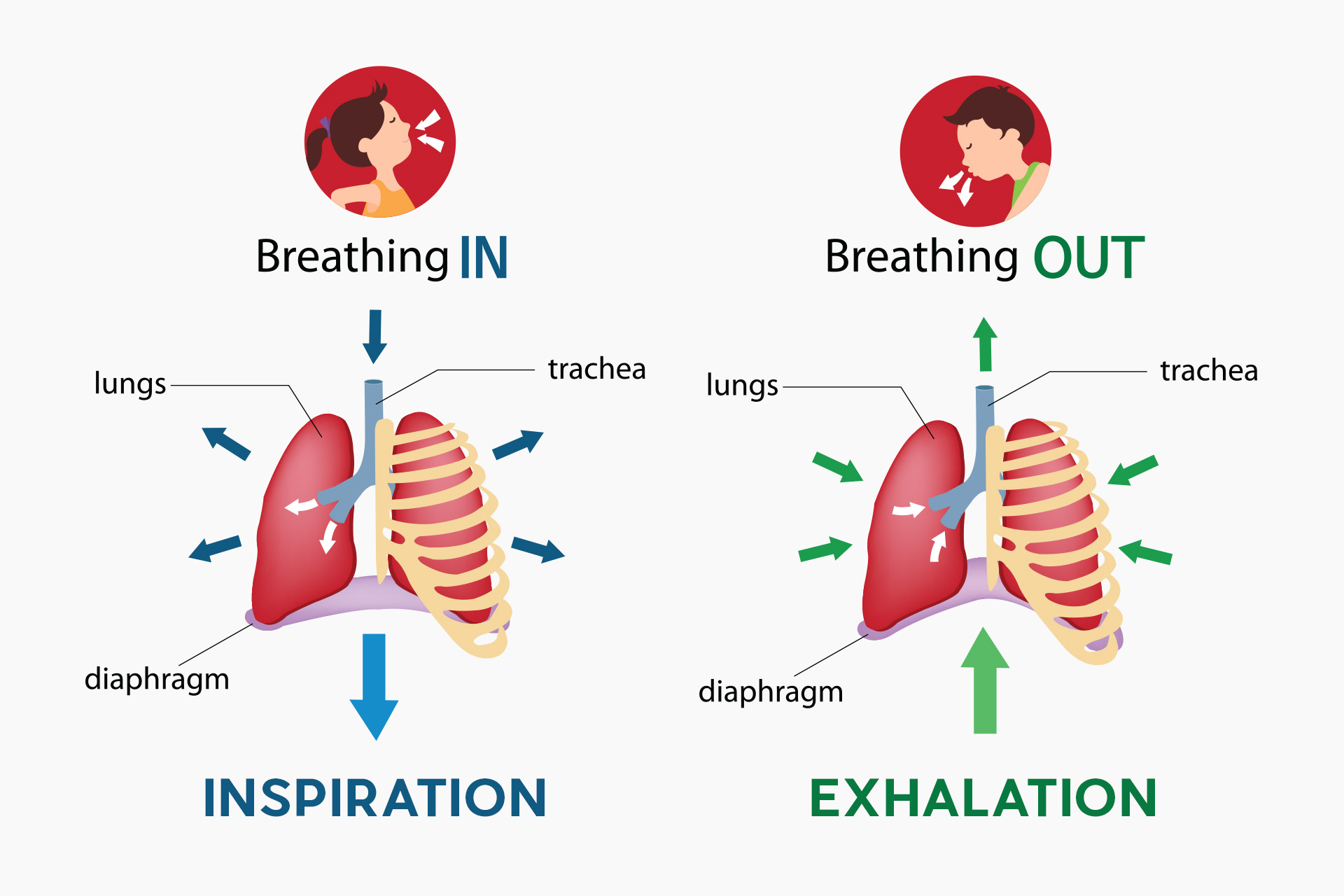 Breathing Diagram